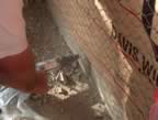 plasterscratchcoat536.jpg (92kb)